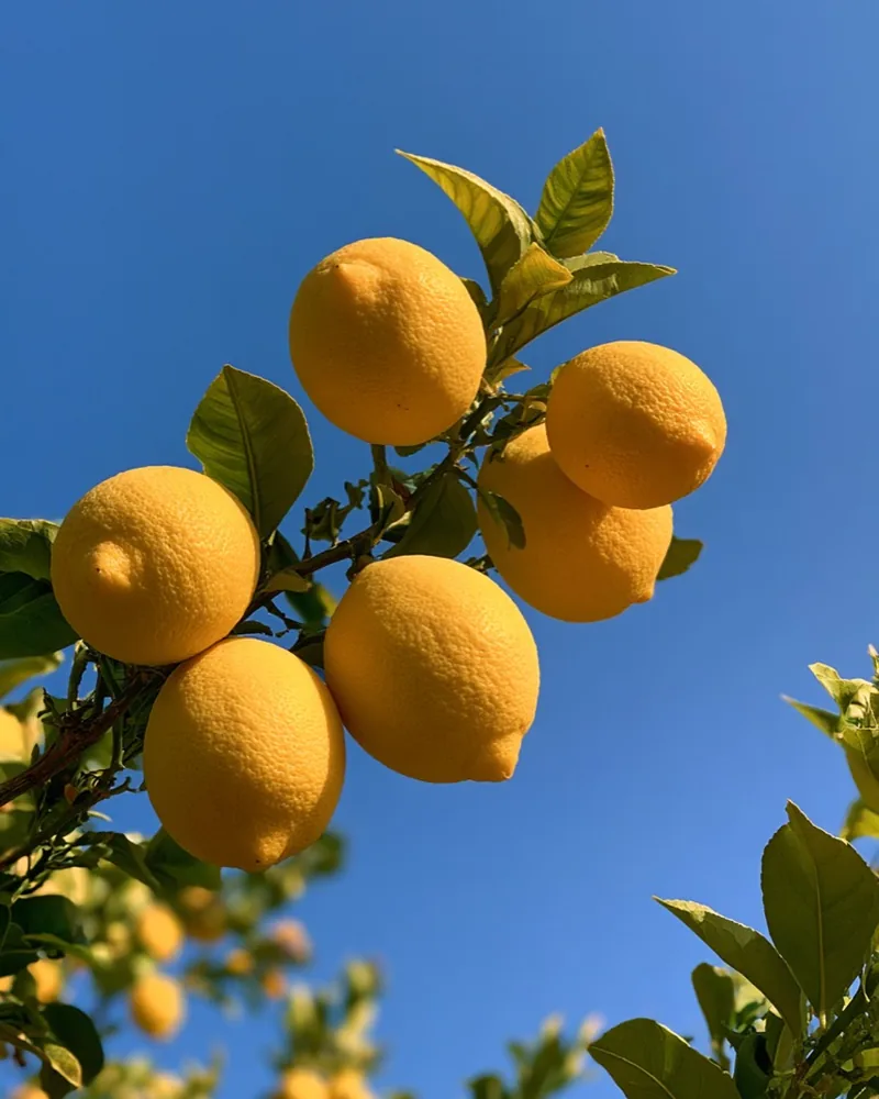 Citrus fruit and green leaves in direct sunlight before